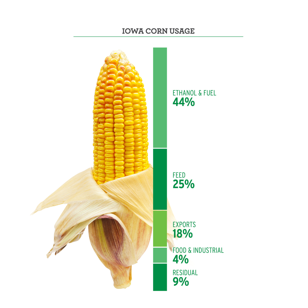 Consumer Q&A From Corn Uses to Egg Labels to Cooking with Herbs